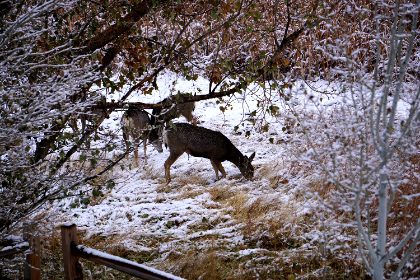 The Beasts — photograph 2 by Matthew Satchell