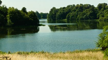 Summer Lake and Wooded Shore — Matthew Satchell
