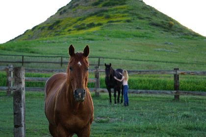 The Beasts — photograph 1 by Matthew Satchell