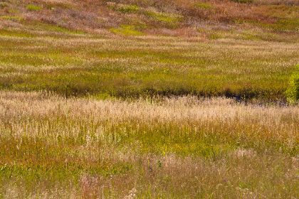 Alive — photograph 3 by Matthew Satchell