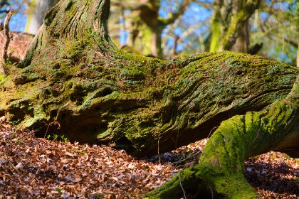 Moss on a Fallen Trunk — Matthew Satchell