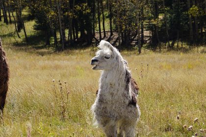 The Beasts — photograph 3 by Matthew Satchell