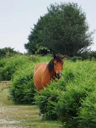 The Beasts — photograph 8 by Matthew Satchell