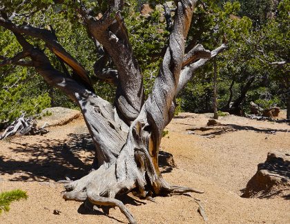 Alive — photograph 5 by Matthew Satchell