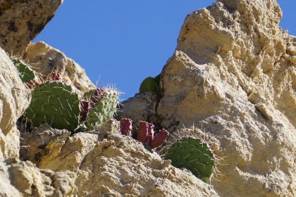 Alive — photograph 10 by Matthew Satchell