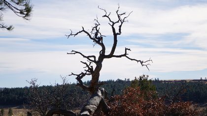 Alive — photograph 1 by Matthew Satchell
