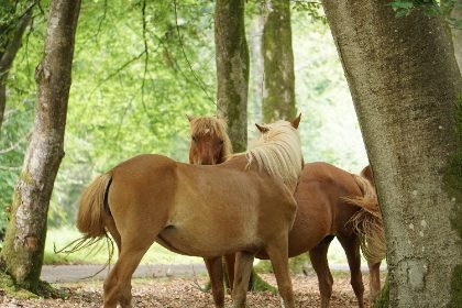 The Beasts — photograph 6 by Matthew Satchell