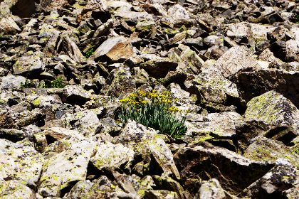 Alive — photograph 9 by Matthew Satchell