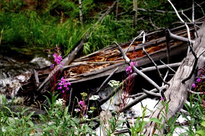 Alive — photograph 2 by Matthew Satchell